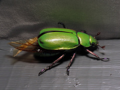 Chrysina beyeri