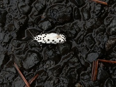 Ethmia clytodoxa