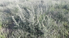 Ludwigia multinervia