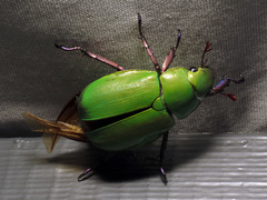 Chrysina beyeri