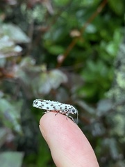 Ethmia clytodoxa