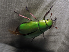 Chrysina beyeri