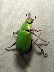 Chrysina beyeri