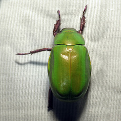 Chrysina beyeri