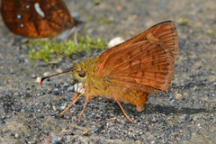 Dalla epiphaneus limba