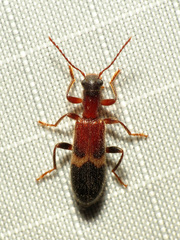 Cymatodera tricolor