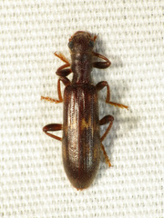 Cymatodera flavosignata