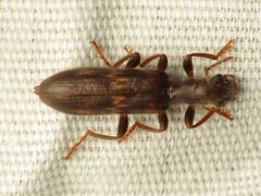Cymatodera flavosignata