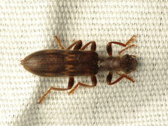 Cymatodera flavosignata