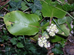 Hylotelephium caucasicum