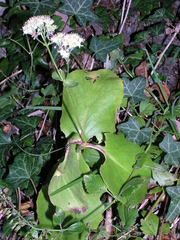 Hylotelephium caucasicum