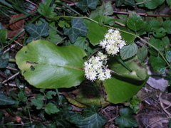 Hylotelephium caucasicum