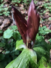 Trillium kurabayashii