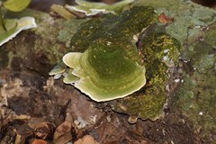 Fungi