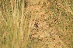 Turnix sylvaticus