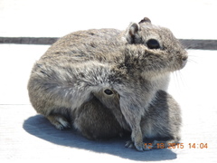 Microcavia australis