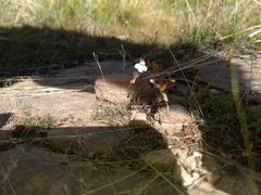 Lindernia dubia anagallidea