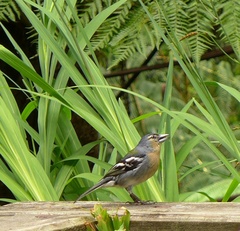Fringilla coelebs moreletti