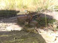 Lindernia dubia anagallidea