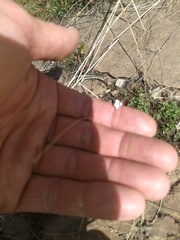 Lindernia dubia anagallidea