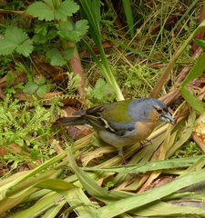 Fringilla coelebs moreletti