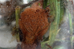 Chortoicetes terminifera