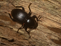 Hydissus feronioides