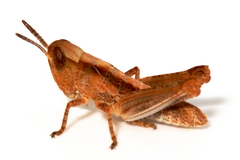 Chortoicetes terminifera