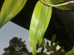 Argiope argentata