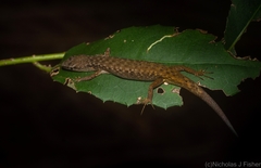 Saproscincus challengeri