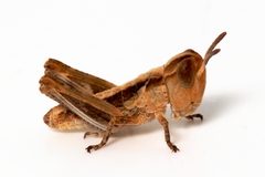 Chortoicetes terminifera