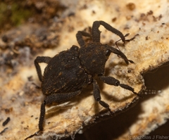 Paleticus subereus