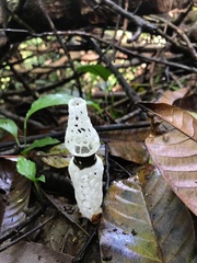 Staheliomyces cinctus