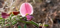 Tephrosia cinerea