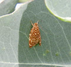 Syringoseca rhodoxantha