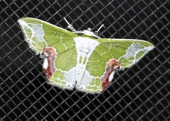 Protuliocnemis partita