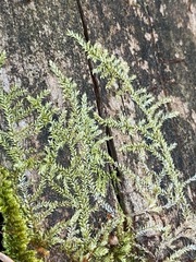 Brotherella recurvans