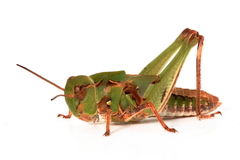 Chortoicetes terminifera