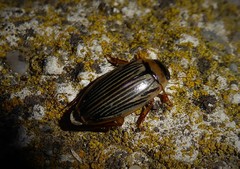 Lancetes lanceolatus