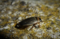 Lancetes lanceolatus