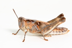 Chortoicetes terminifera