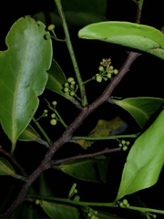Image of Maytenus guyanensis