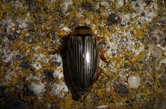 Lancetes lanceolatus