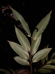 Xylopia sericophylla image