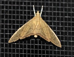 Hyalobathra crenulata