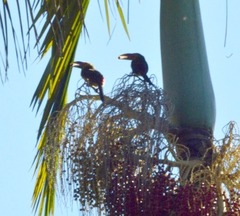 Pteroglossus bailloni