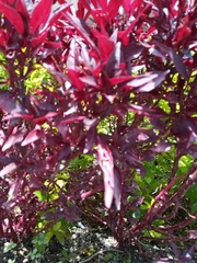 Iresine diffusa herbstii