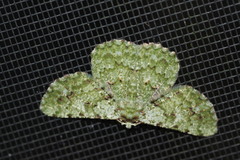 Aeolochroma viridicata