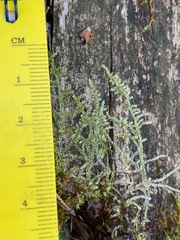 Brotherella recurvans