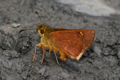 Dalla monospila